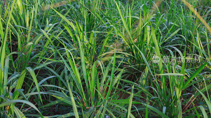 蒙巴萨几内亚:Paspalum Maximum Cv。蒙巴萨:动物用的草，泰国的水牛草
